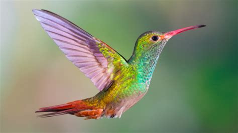 Hummingbird (Prepositions) · English grammar exercise (beginner level) | bitgab