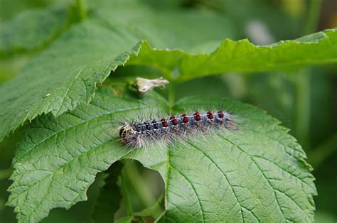 40+ Gypsy Moth Damage Stock Photos, Pictures & Royalty-Free Images - iStock