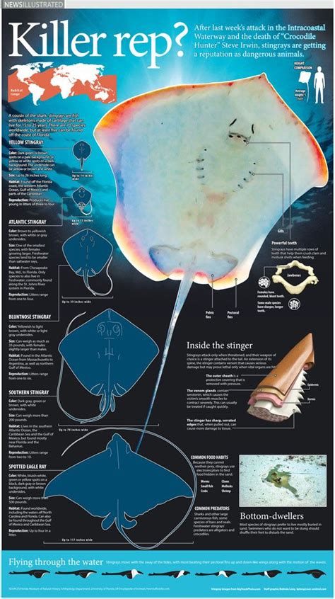 Stingray Anatomy Diagram