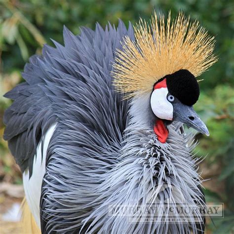 Murray McMurray Hatchery - East African Crowned Crane