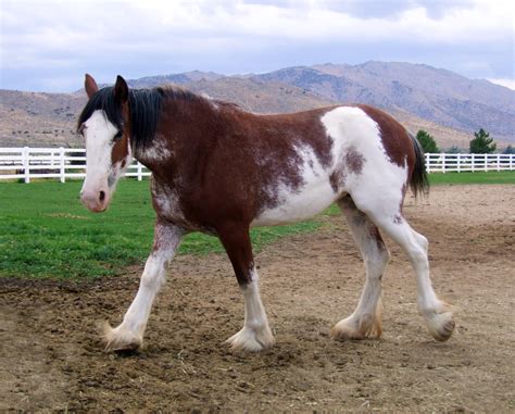 Clydesdale Horse - The Livestock Conservancy