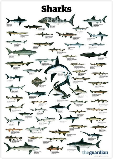 44 best Sharks Infographics images on Pinterest | Sharks, Info graphics and Shark week