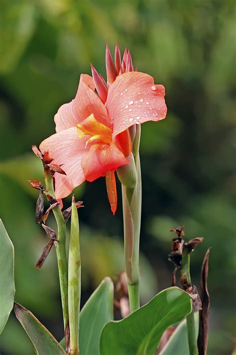 Canna (plant) - Wikipedia