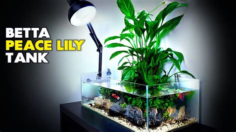 Aquascape Tutorial: Peace Lily Betta Fish Aquarium (How To: Step By ...