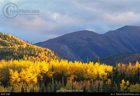 Scenic Alaska Fall Colors