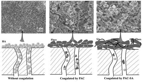 Cake layer morphology and fouling mechanism of UF membrane under ...