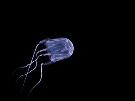 Unlocking the secrets of deadly Box Jellyfish venom | AITHM