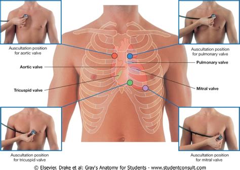 Nurse Advocate: Physical Exam: Heart