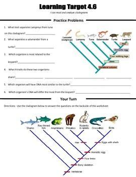 Cladogram Gizmo Worksheet Answer Key - Thekidsworksheet