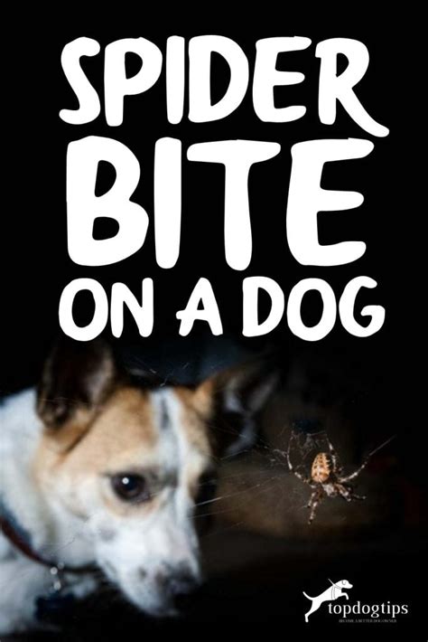 Spider Bite On Dog