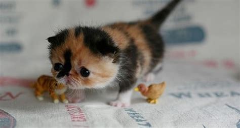 Top 10 Cutest Baby Animals Who Wants One?