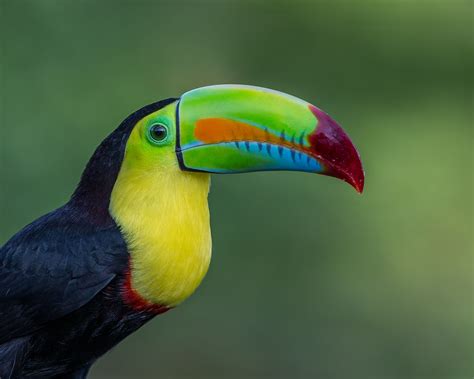 Toucan (Ramphastos species) It ranges in size from 31 cm to 61 cm. Ranges in size from 31 cm to ...