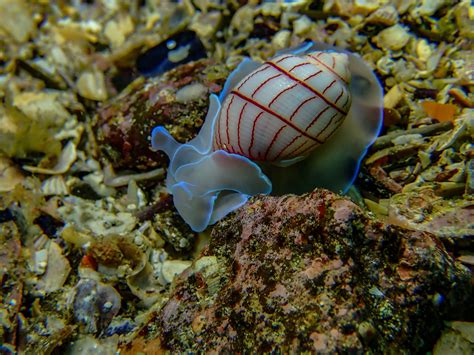 Blue Lined Bubbleshell Snail | Underwater pictures, Underwater fish, Underwater life