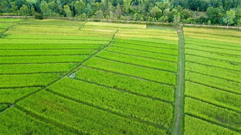 Green rice field this is aerial view from drone fly 4646988 Stock Photo ...