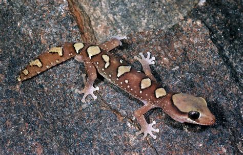 Rare Australian Gecko - Stock Image - Z762/0072 - Science Photo Library