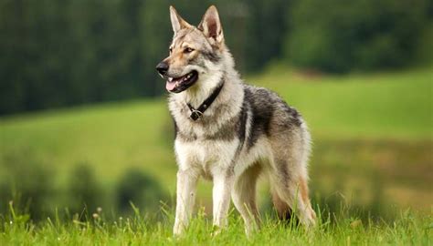 9 Wolf-Like Dog Breeds: Know the Difference