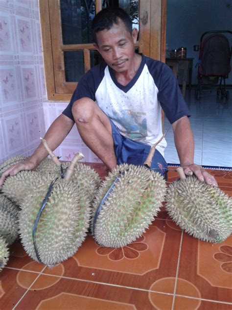 Waryo Durian: Cara mencangkok pohon durian