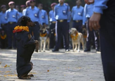 In Nepal, Every Dog Has Its Day. Literally.