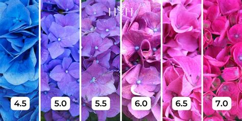 Hydrangea color chart 🌸🌈 Navigate hues for the perfect garden palette