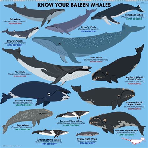 Baleen Whales: Largest Mysticeti Whales with Baleen Plates