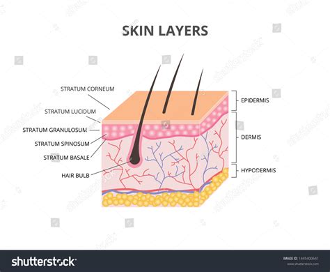 Skin Layers Epidermis Dermis Hypodermis Isometric: vetor stock (livre de direitos) 1445400641 ...