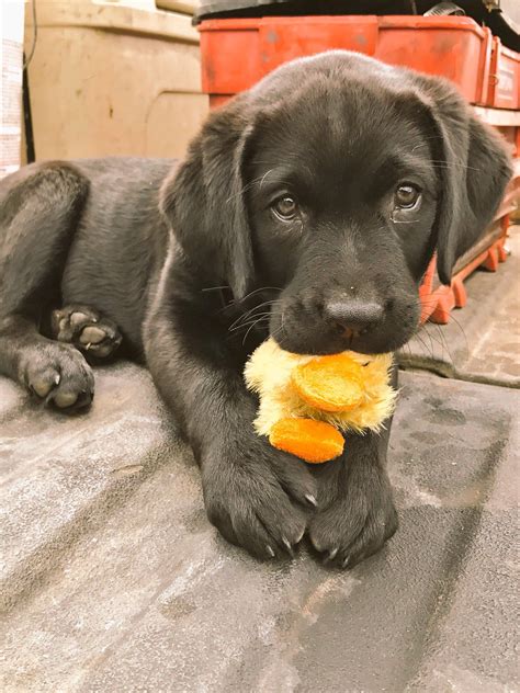 Black Labrador Puppies Colorado