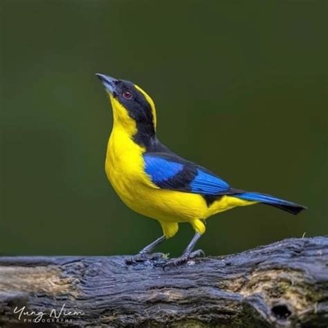 Organic Consumers Association of Australia on LinkedIn: Blue-winged Mountain Tanager 🐦 The Blue ...