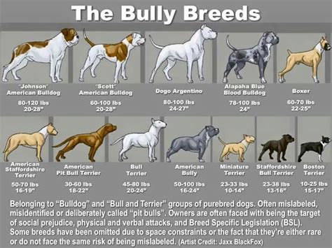 The different type of Pitbulls - aretedogsupply.com