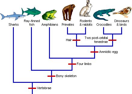 Examples of Cladograms - Cladograms and Cladistic Analysis