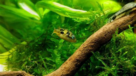 15 Small Freshwater Fish for Nano Aquariums (The Ultimate Guide)