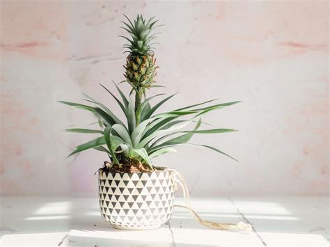 How to Grow a Pineapple Plant Indoors