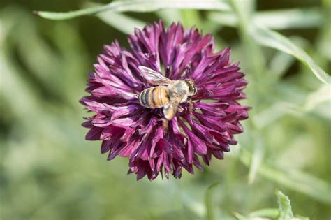 Five Plants to Attract Honey Bees