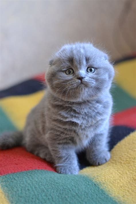 Scottish Fold Cats For Sale | North Miami Beach, FL #275384