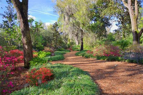 Florida Plants for Sale | FastGrowingTrees.com