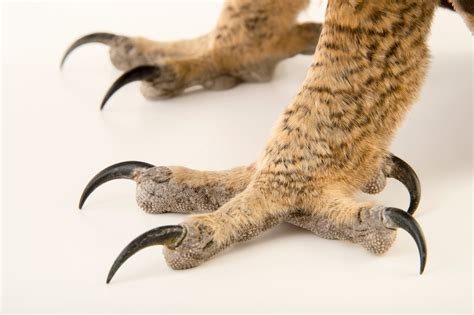 Great Horned Owl Talons