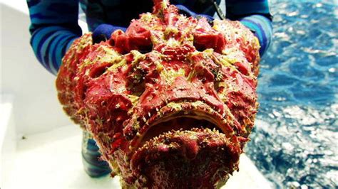 Stonefish Venom | Other Shows | Animal Planet