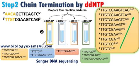 Sanger Sequencing, Dna Polymerase, Dna Molecule, Dna Sequence ...