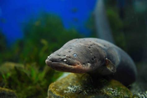 30 Electric Eel Facts That Are Just Electrifying to Know About | Facts.net