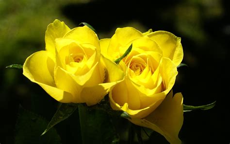 Yellow Rose Flower Wallpaper - WallpaperSafari