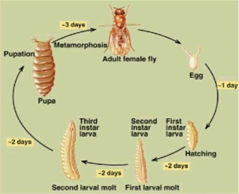 Flies Maggots Life Cycle