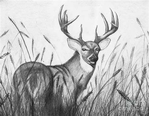 Autumn Buck Drawing by Jimmy Wood