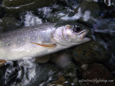 Native Trout Fly Fishing: Southern Dolly Varden