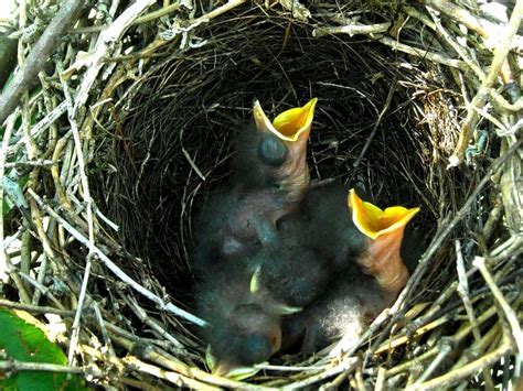 Baby Birds Soon After Hatching | Smithsonian Photo Contest | Smithsonian Magazine