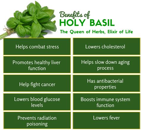 14 Benefits of Eating Tulsi or Holy Basil Leaves Daily - How To Ripe