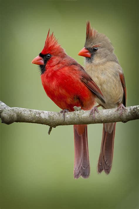 Exploring The Fascinating World Of The Female Cardinal Bird