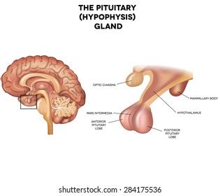 Pituitary Gland Hypophysis Detailed Anatomy Human Stock Vector (Royalty Free) 284175536 ...