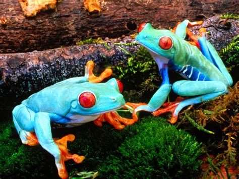 Photo Gallery: Colorful Frogs