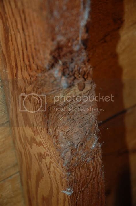 Is This Carpenter Ants Damage Or Something Else? Pictures Include, Please Help. - Pest Control ...