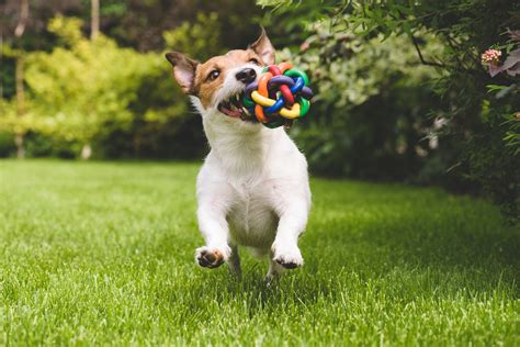 Top 10 Eco-friendly Dog Toys | NuEnergy