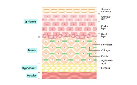 Understanding The Role Of The Hypodermis Layer Of Your Skin – SkinKraft